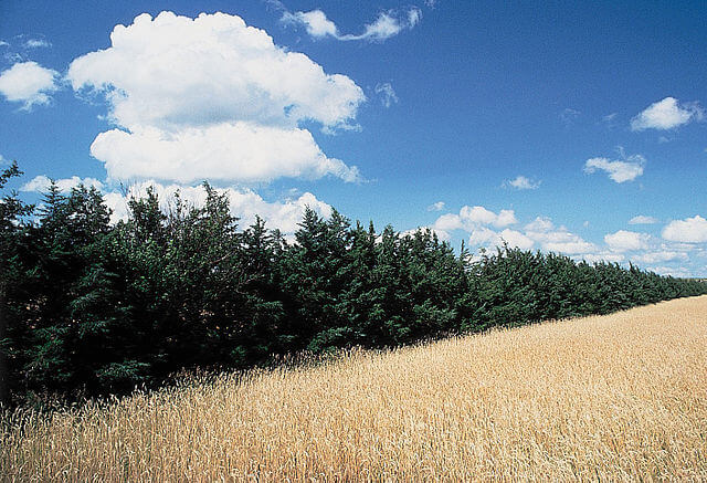 An old photo showing a dense row of red cedars sits behind a field of wheat. It's a sunny day, with blue skies and several fluffy white clouds, and the wheat is golden.