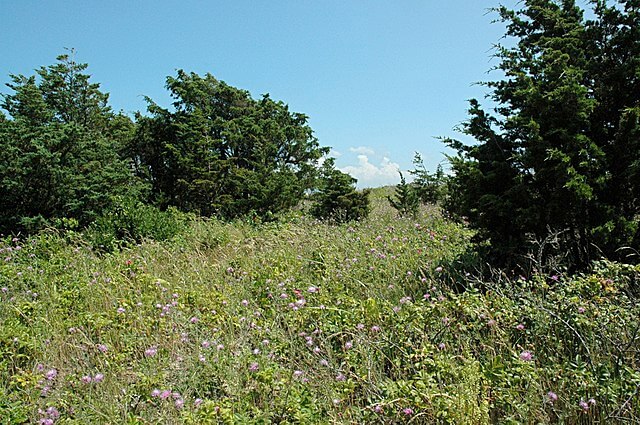A photo showing several eastern red cedar trees amongst scrubland.