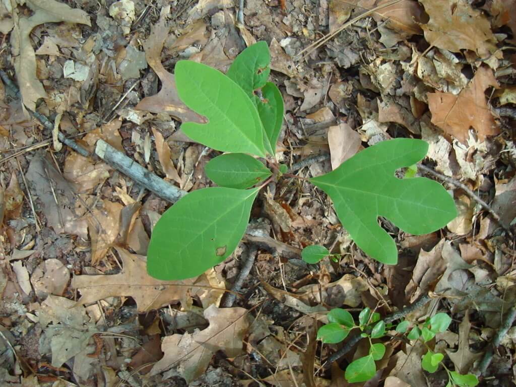 Sassafras albidum leaf shapes