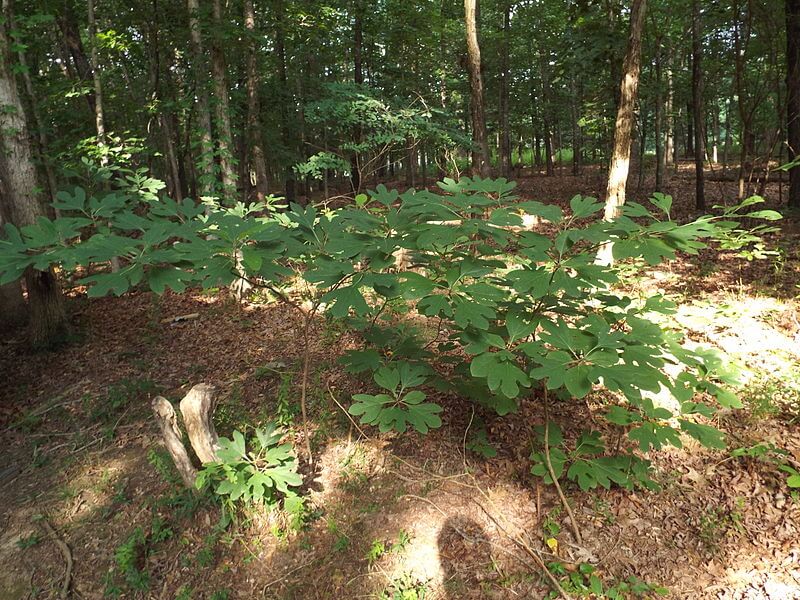 Sassafras, An Illegal Substance That Grows Wild In Our Back Yards