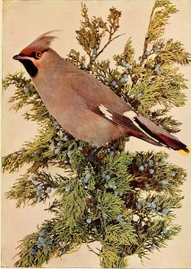 An illustration of a cedar waxwing perched on a red cedar branch filled with berries.