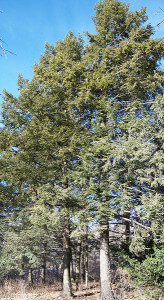 Tsuga Canadensis typical tree shape