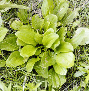 Plantago ruglii,