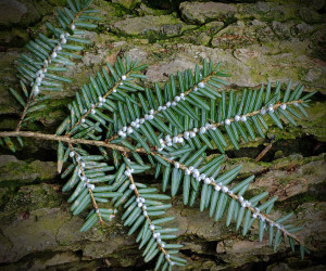 Tsuga Canadensis underside of needles with Woolly Adelgid