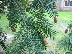 Tsuga Canadensis needles and immature cones