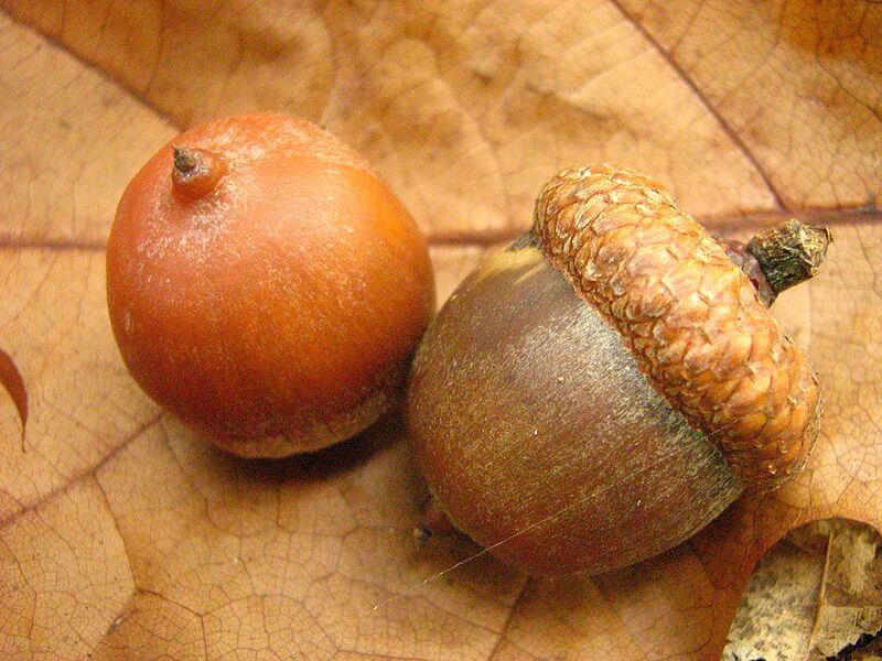 Oak Tree Acorns, A High Calorie Wild Edible Eat The