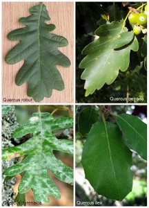 Various Oak Leaves