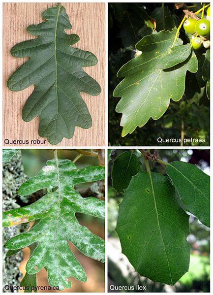Oak Tree Acorns, A High Calorie Wild Edible - Eat The Planet