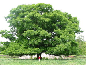 Large Quercus rubra, Red Oak shape and size