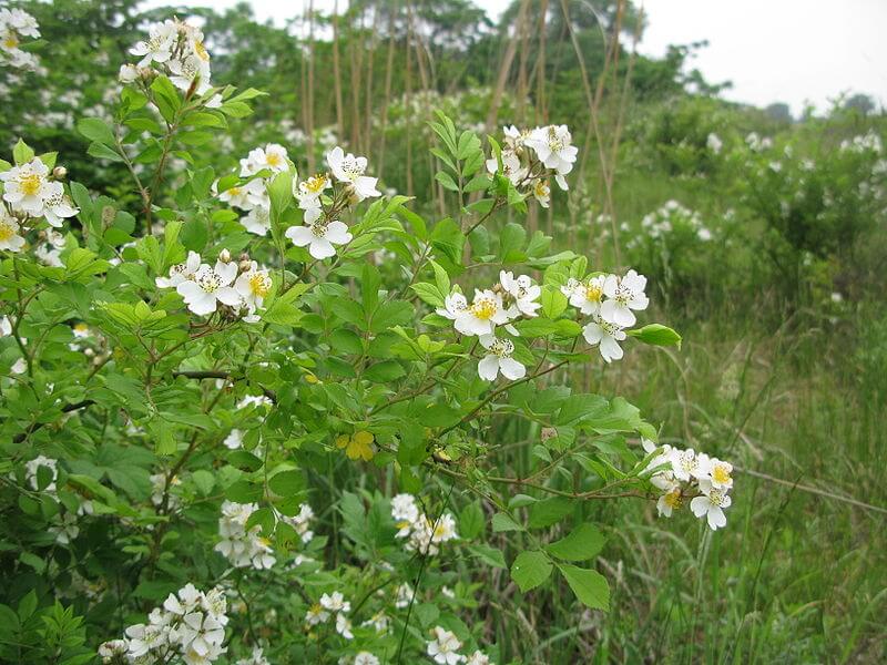 Rosa multiflora