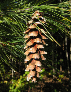 Pinus Strobus Eastern White Pine