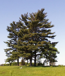 Pinus Strobus