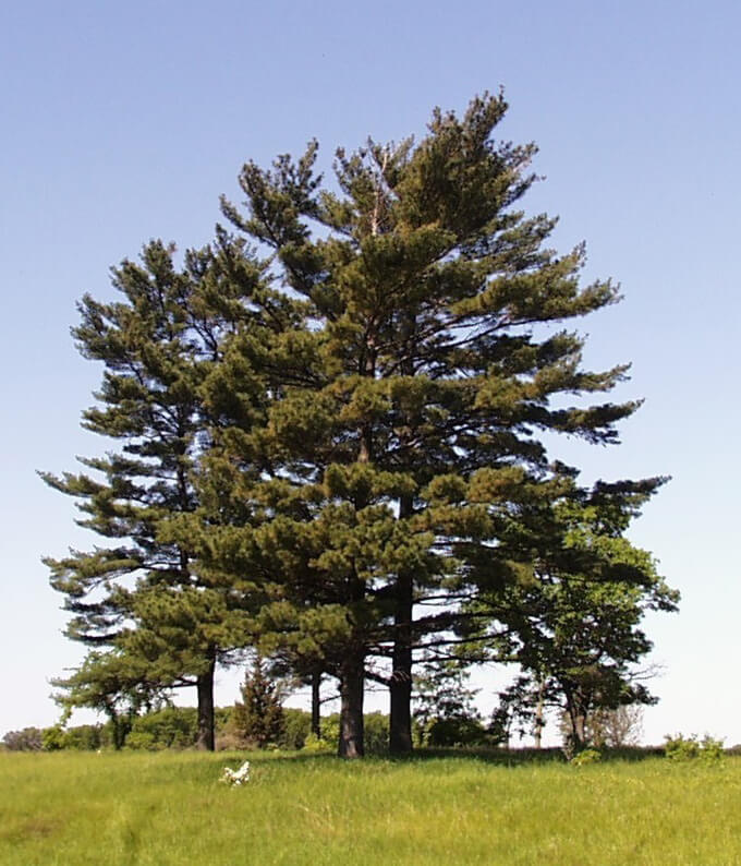 Eastern White Pine, An Effective Remedy For The Common Cold - Eat The Planet
