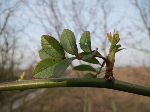 Rosa multiflora