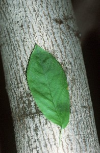 Amelanchier laevis