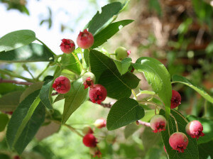 Amelanchier laevis