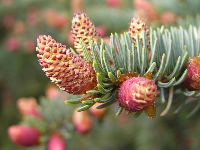 A close up of 5 red and yellow immature spruce cones and new needle growth.