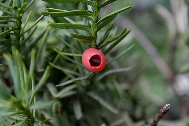 A closeup showing the flat needles and red fruit of a yew tree.