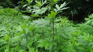 Mugwort (Artemisia vulgaris)