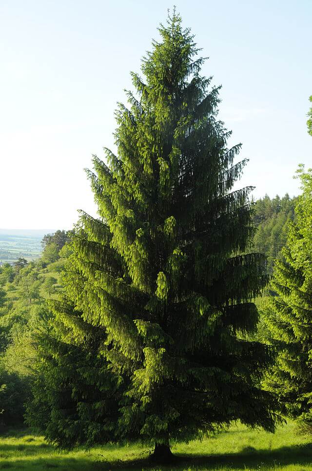 Spruce - Surprisingly Edible Abundant Evergreen Tree - Eat The Planet