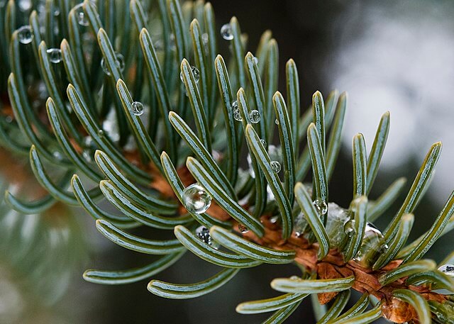 A closeup of a small branch section with water droplets sat amongst the needles.