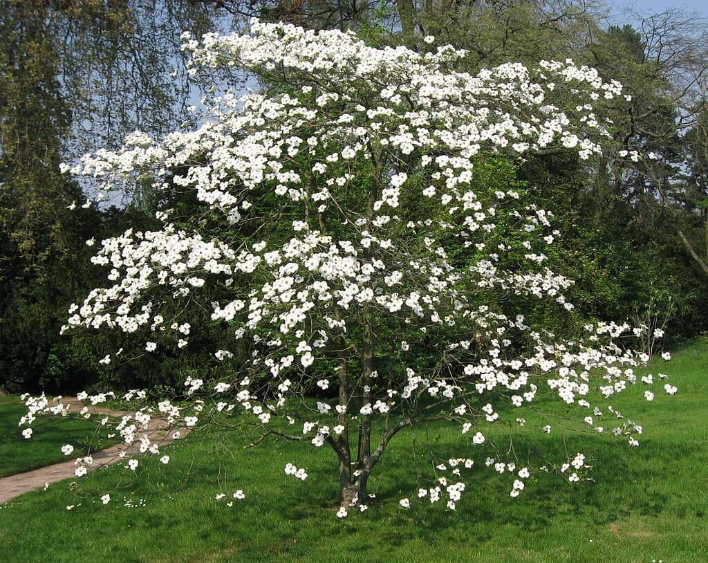Dogwood Tree with white flowers