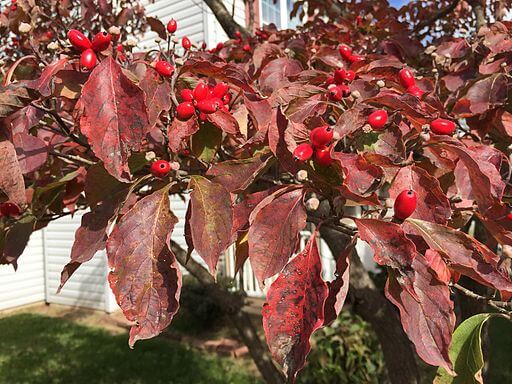 red flowering dogwood tree