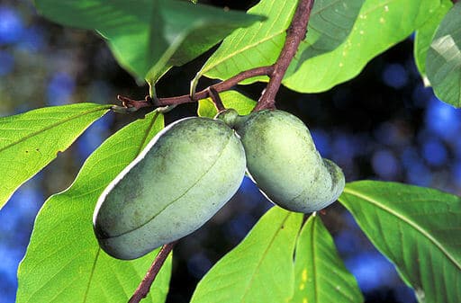 Pickled Pawpaws