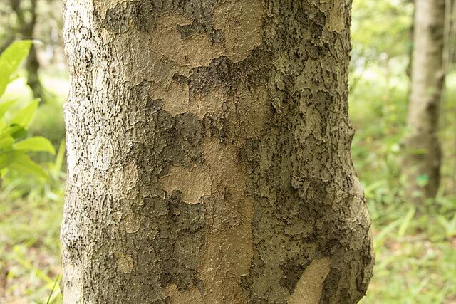 A close up of the peeling bark that resembles the colour and texture of sycamore tree bark.