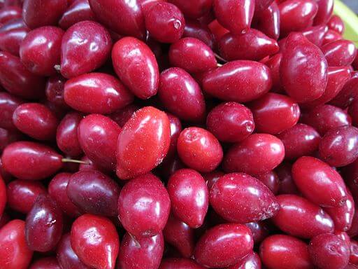 Cornelian Cherry Dogwood Berries
