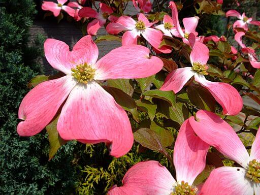 Pink Dogwood Flower