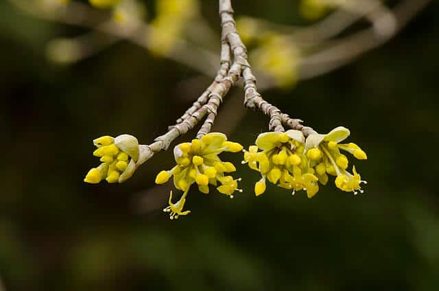 4 small yellow flowers at the end of a twig.