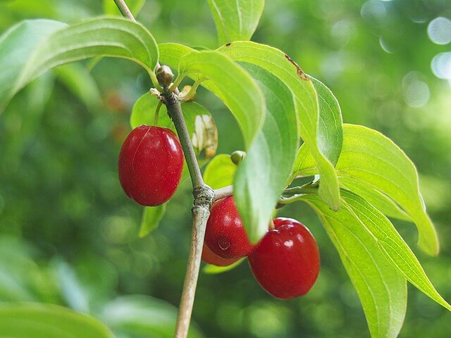 dogwood tree fruit