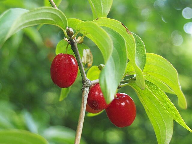 A cluster of 4 shiny, smooth and bright red fruits. Their shape resembles a grape.