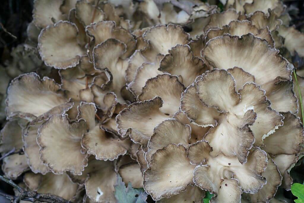 Hen of the Woods - Powerful Medicinal and Edible Mushroom - Eat The Planet