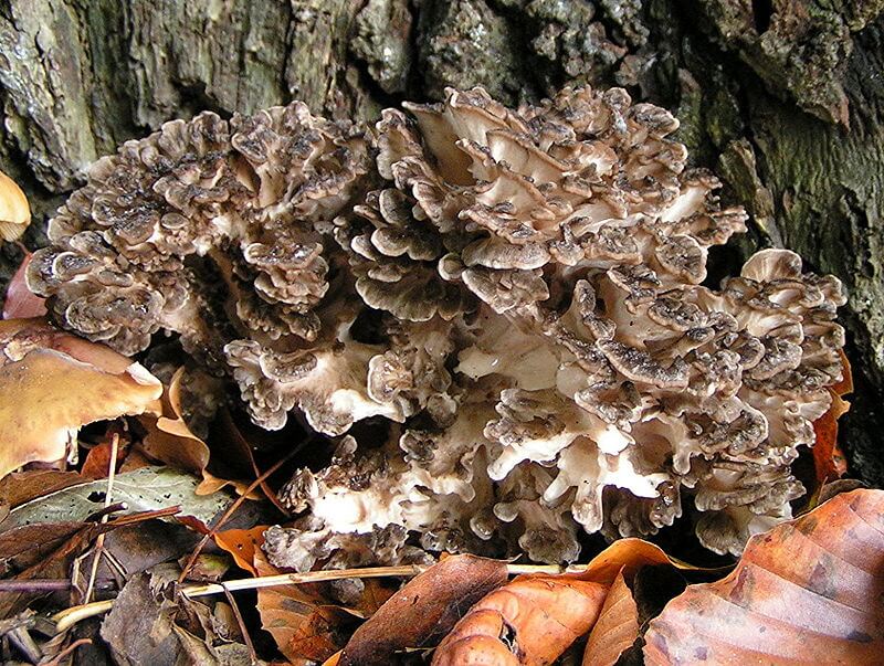 Hen of the Woods growing at the base of a tree, surrounded by dead leaves.