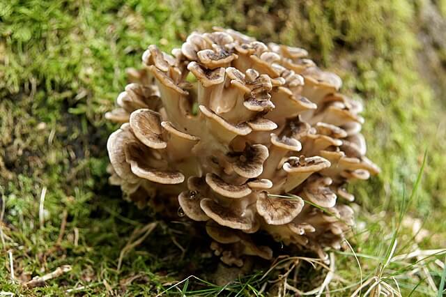 A dense cluster of hen of the woods surrounded by grass at the base of a tree.