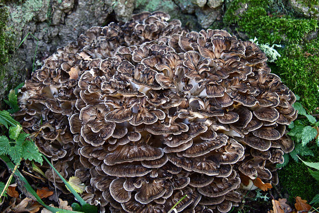 A large mass of hen of the woods growing at the base of a tree.