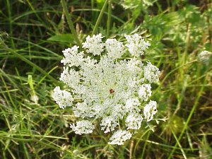 Queen Anne's Lace Flower