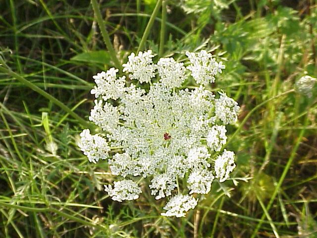 White Queen Anne's Lace Flower