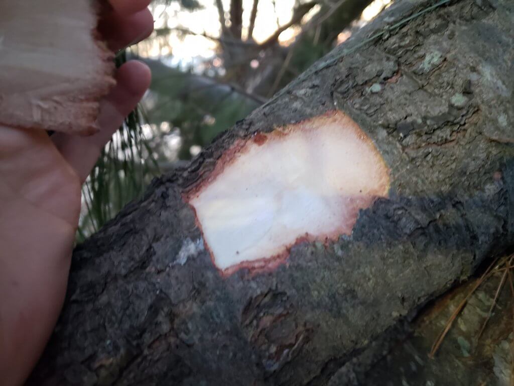 Witte Den(Pinus strobus) binnenbast)