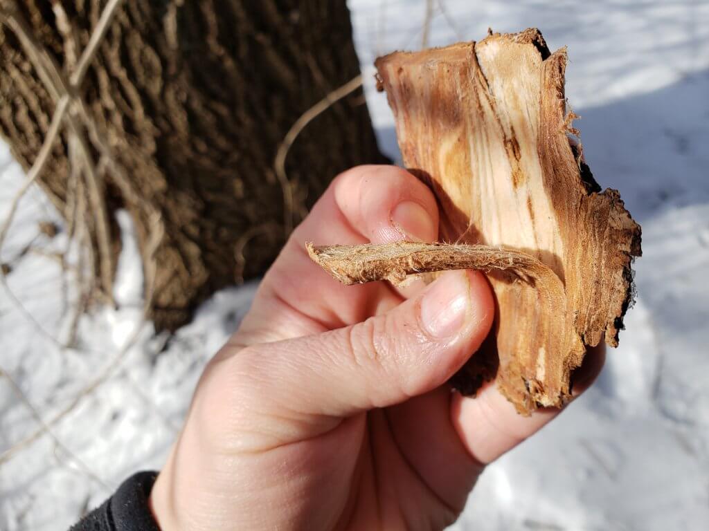 Siberian Elm (Ulmus pumila) inner bark