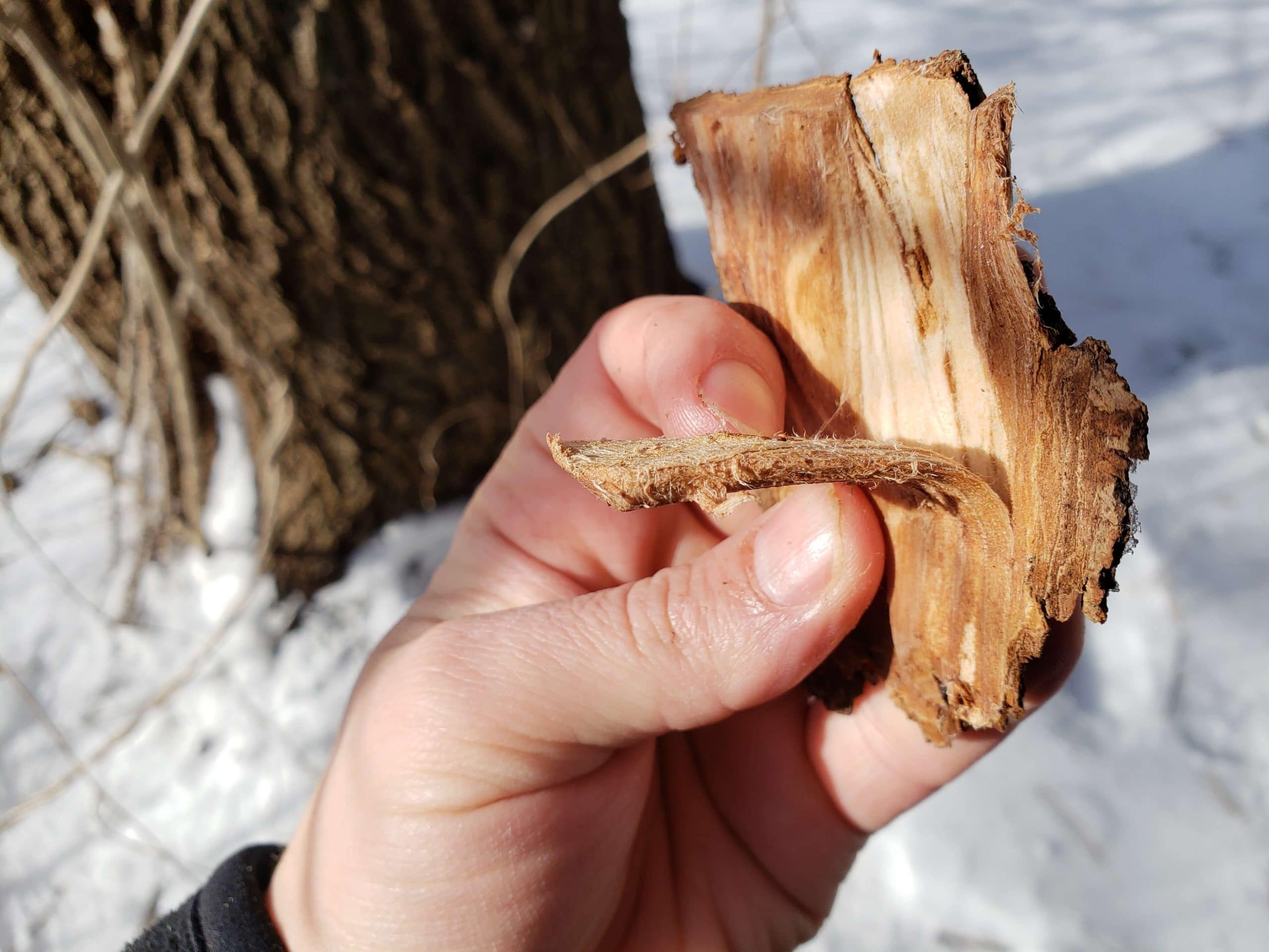 can you eat the bark of dry aged beef