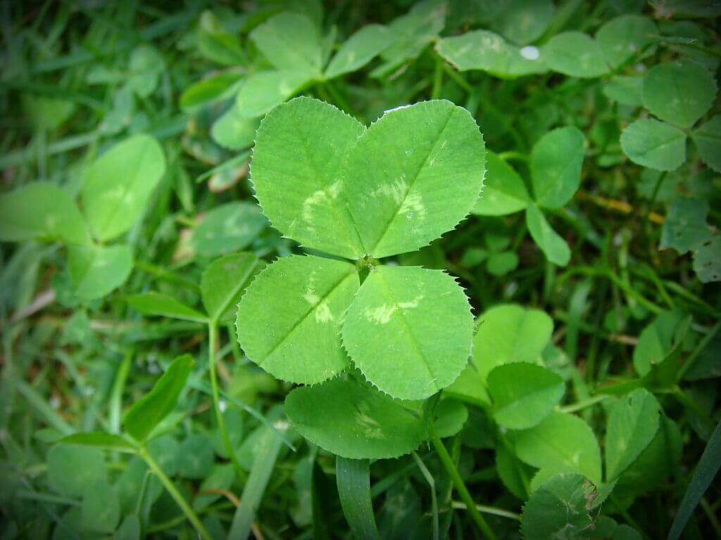 White clover (Trifolium repens) with Four Leaflets