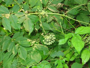 Wild Sarsaparilla (Aralia nudicaulis)