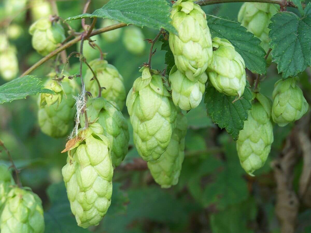 Hops, an Essential Beer Ingredient with Health Benefits - Eat The Planet