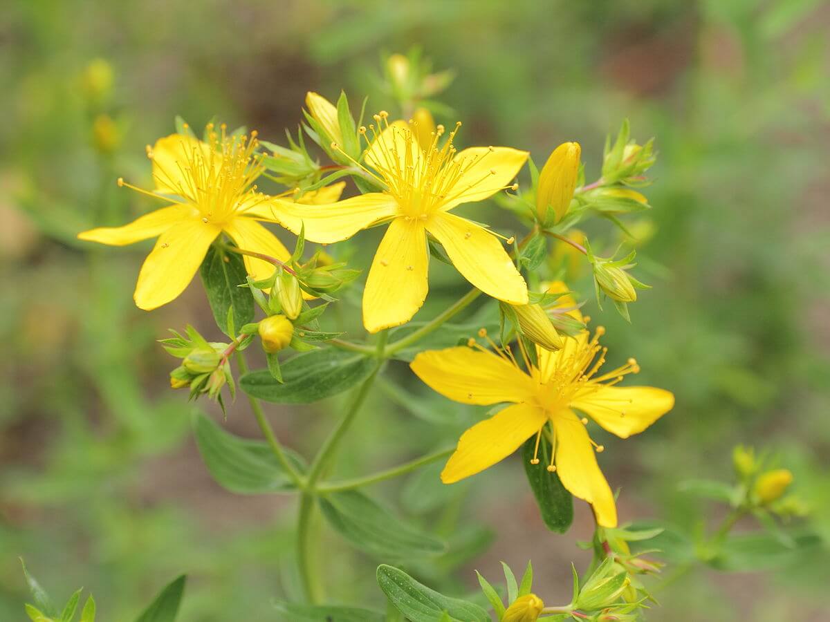 St. John's Wort, a Vibrant Edible Great for Depression Eat The