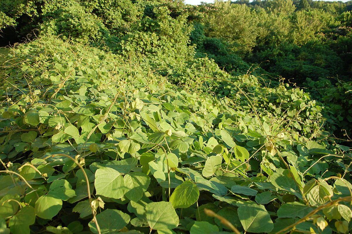 kudzu leaf vs poison ivy