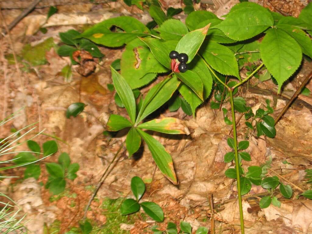 Indian Cucumber (Medeola virginiana) Plant with Berries
