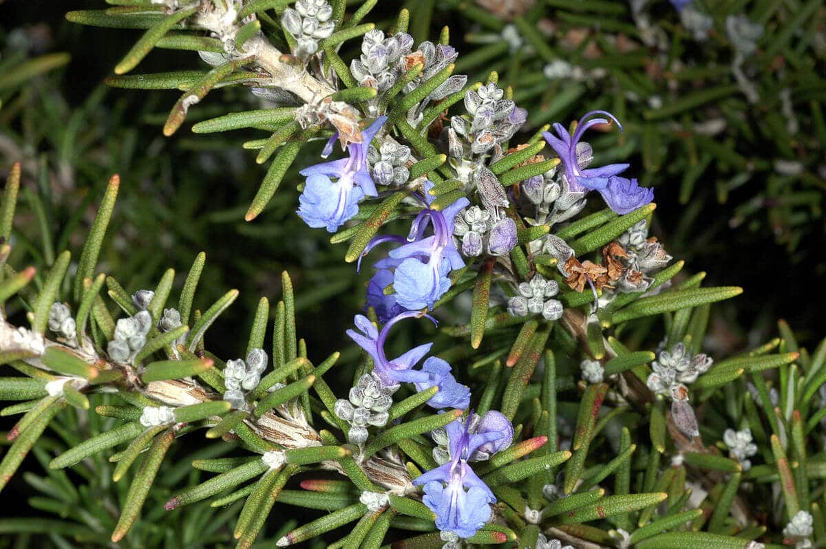 Rosemary (Rosmarinus officinalis) in Bloom